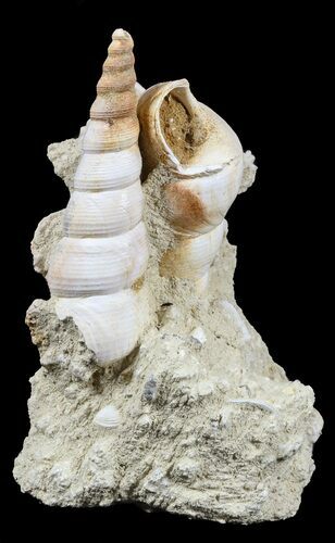 Fossil Gastropod (Haustator) Cluster - Damery, France #56380